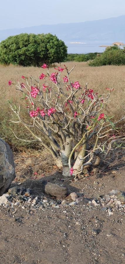 Africa Safari Serengeti Ikoma Екстер'єр фото