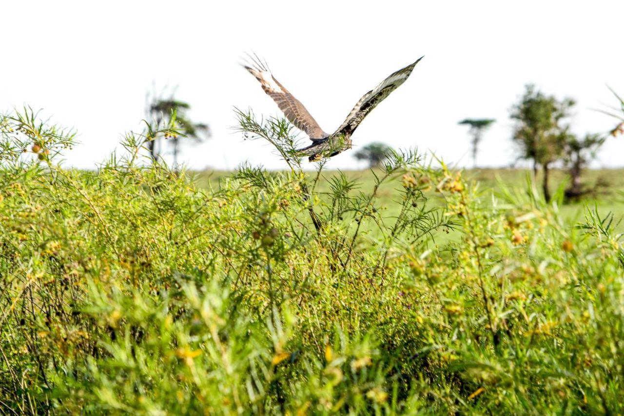 Africa Safari Serengeti Ikoma Екстер'єр фото